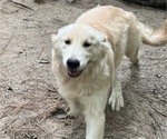 Small Photo #1 Golden Retriever Puppy For Sale in WILLIAMSBURG, VA, USA