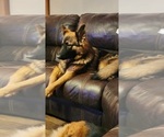 Small Photo #1 German Shepherd Dog Puppy For Sale in BRYAN, OH, USA