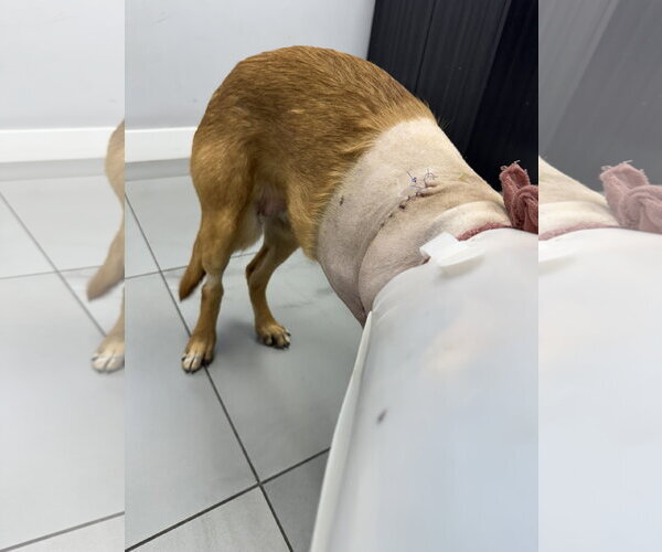 Medium Photo #9 German Shepherd Dog-Unknown Mix Puppy For Sale in San Diego, CA, USA