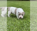Small #4 American Bully
