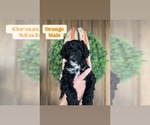 Puppy Orange Sheepadoodle