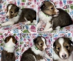 Puppy Puppy 5 Shetland Sheepdog