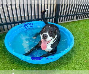 Mutt Dogs for adoption in Waco, TX, USA