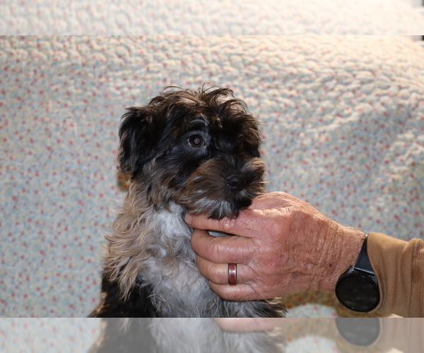 Medium Photo #15 Yorkiepoo mix (+ Poodle Toy) Puppy For Sale in DYERSBURG, TN, USA