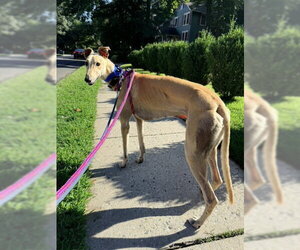 Lemon - Male Greyhound Dog for Adoption - Photo #3