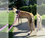 Small #2 Greyhound