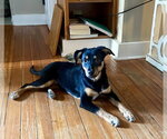 Small #10 Labrador Retriever Mix