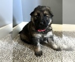 Small Photo #5 German Shepherd Dog Puppy For Sale in STOCKTON, IL, USA
