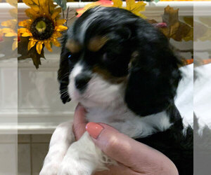 Cavalier King Charles Spaniel Puppy for sale in ROWLETT, TX, USA