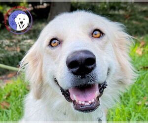 Great Pyrenees Dogs for adoption in Spring, TX, USA