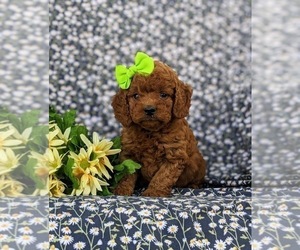 Goldendoodle (Miniature) Puppy for sale in COCHRANVILLE, PA, USA