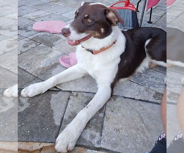 Medium Photo #11 Border Collie-Unknown Mix Puppy For Sale in Brewster, NY, USA