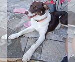 Small #10 Border Collie Mix