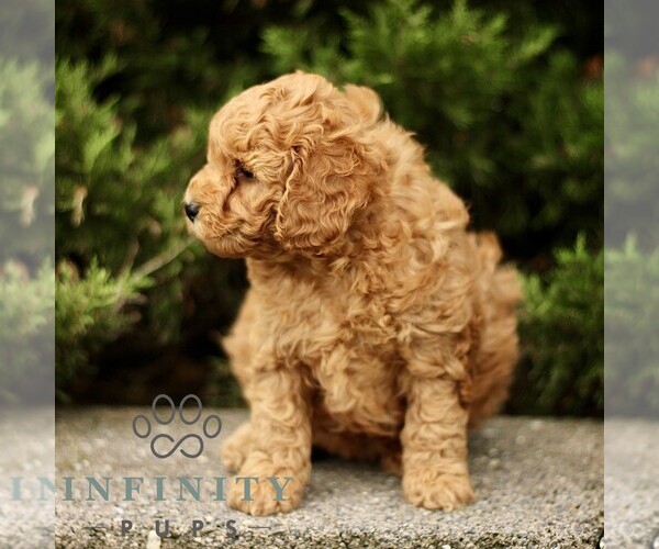 Medium Photo #5 Goldendoodle (Miniature) Puppy For Sale in KINZERS, PA, USA