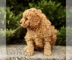 Small #4 Goldendoodle (Miniature)