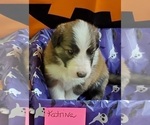 Puppy 4 English Shepherd