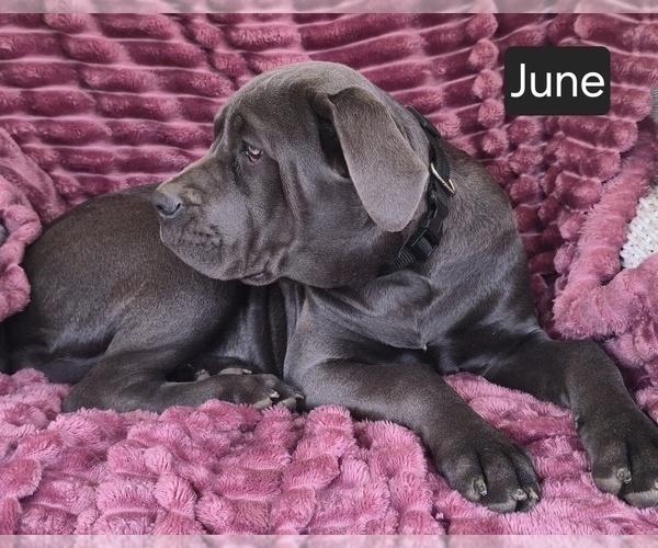 Medium Photo #5 Cane Corso Puppy For Sale in MINERAL WELLS, WV, USA