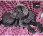Small #4 Cane Corso
