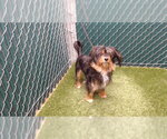 Small Silky Terrier Mix