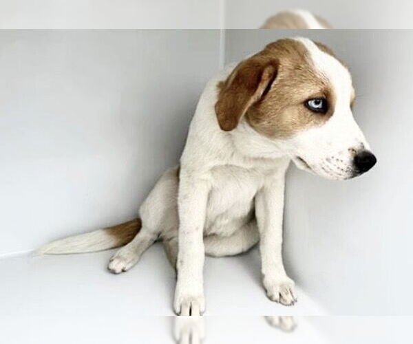 Medium Photo #1 Mutt Puppy For Sale in Houston, TX, USA