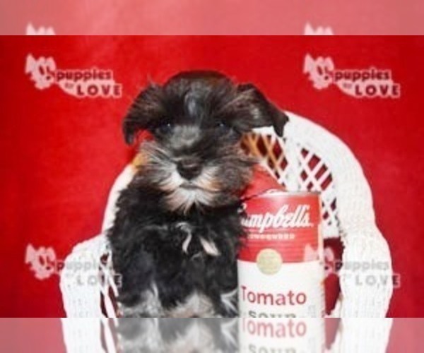 Medium Photo #18 Schnauzer (Miniature) Puppy For Sale in SANGER, TX, USA