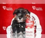 Small Photo #18 Schnauzer (Miniature) Puppy For Sale in SANGER, TX, USA