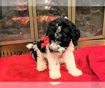 Small Photo #11 Poodle (Standard) Puppy For Sale in MIDDLETOWN, OH, USA