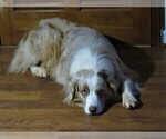 Small Photo #1 Australian Shepherd Puppy For Sale in DRAYTON, SC, USA