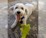 Small #6 Maltipoo