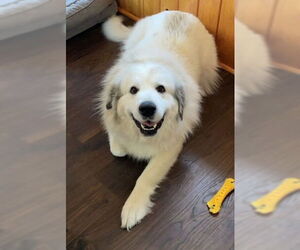 Great Pyrenees Dogs for adoption in Shell Lake , WI, USA