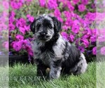 Maddie - Female Labradoodle mix (+ Poodle Standard) Puppy for Sale - Photo #3