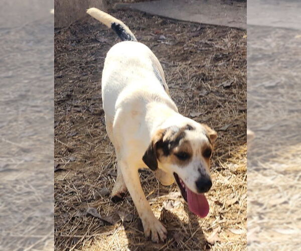 Medium Photo #1 Mutt Puppy For Sale in Wetumpka, AL, USA