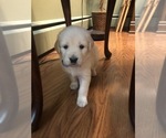 Puppy 7 English Cream Golden Retriever