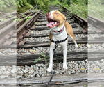 Small #3 American Pit Bull Terrier Mix