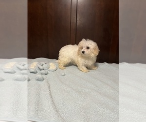 Maltese-Poodle (Toy) Mix Puppy for sale in BENSON, NC, USA
