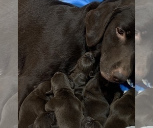 Mother of the German Shorthaired Lab puppies born on 12/25/2019