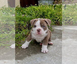 Bulldog Dogs for adoption in Menifee, CA, USA