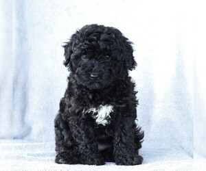 Aussiedoodle-Poodle (Miniature) Mix Puppy for sale in FREDERICKSBG, OH, USA