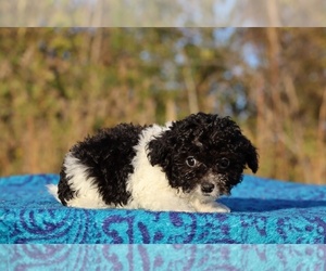 Goldendoodle (Miniature) Puppy for sale in DYERSBURG, TN, USA