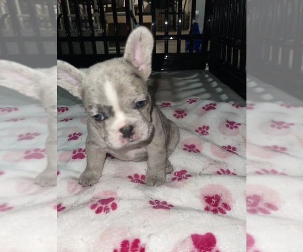 Medium Photo #1 French Bulldog Puppy For Sale in SAN BERNARDINO, CA, USA