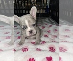 Puppy Shortcake French Bulldog