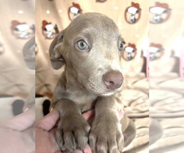 Medium Photo #3 American Pit Bull Terrier-Unknown Mix Puppy For Sale in Wetumpka, AL, USA