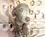 Small #2 American Pit Bull Terrier Mix