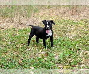 American Pit Bull Terrier-Unknown Mix Dogs for adoption in Slidell, LA, USA