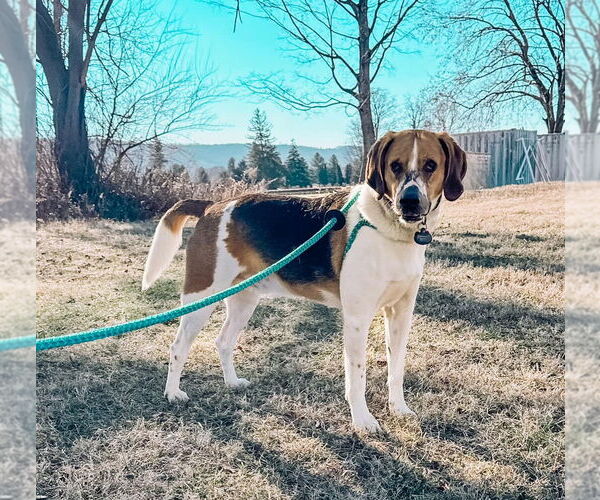 Medium Photo #5 Treeing Walker Coonhound-Unknown Mix Puppy For Sale in Chester, NJ, USA