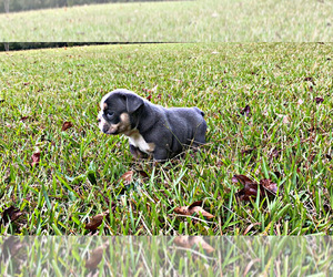 English Bulldog Puppy for sale in LOCUST GROVE, GA, USA