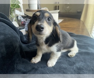 Dachshund Puppy for Sale in AUGUSTA, Georgia USA