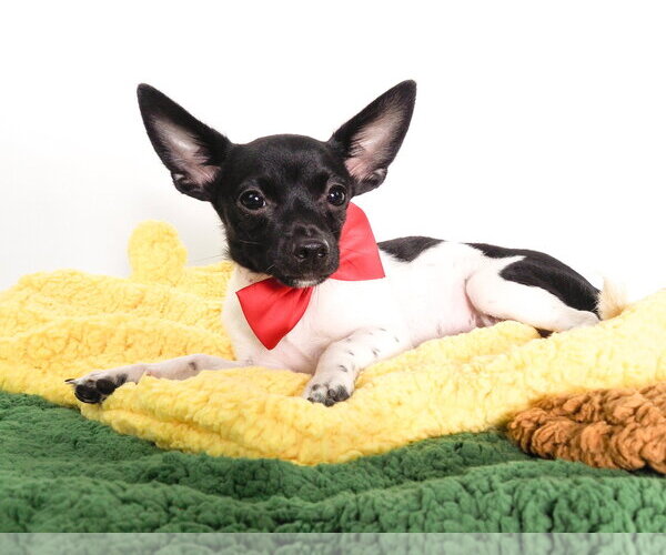 Medium Photo #4 Chihuahua-Unknown Mix Puppy For Sale in Phoenix, AZ, USA