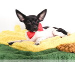 Small Photo #4 Chihuahua-Unknown Mix Puppy For Sale in Phoenix, AZ, USA