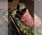 Small Photo #1 Schnauzer (Miniature)-Scottish Terrier Mix Puppy For Sale in GRANTS PASS, OR, USA